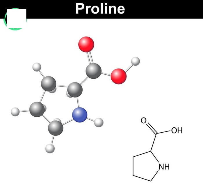 Proline có vai trò rất quan trọng đối với cơ thể