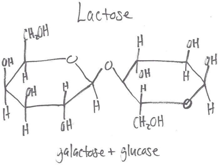 Dược lực học của Galactose 