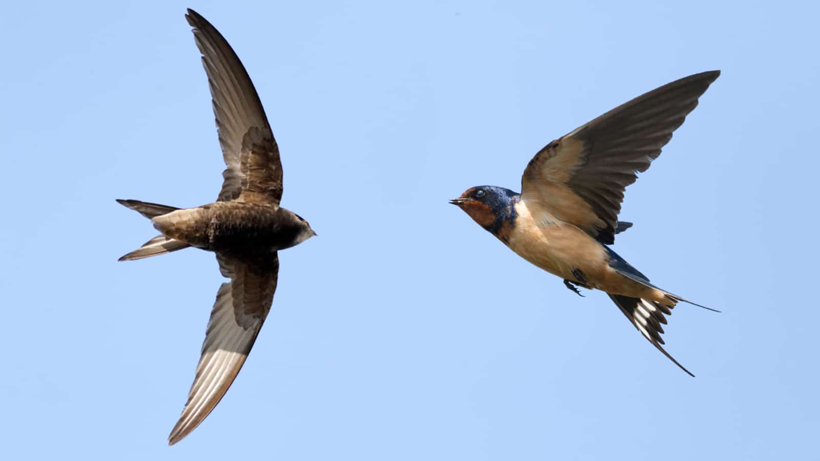10 sự thật thú vị về chim yến - YẾN SÀO ĐẢO VIỆT